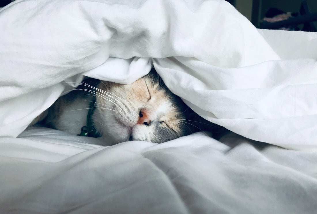 Sleep Calculator - Cat in bed
