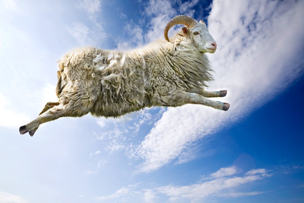Does counting sheep actually work? - Extracted®