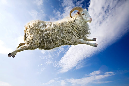 Does counting sheep actually work? - Extracted®